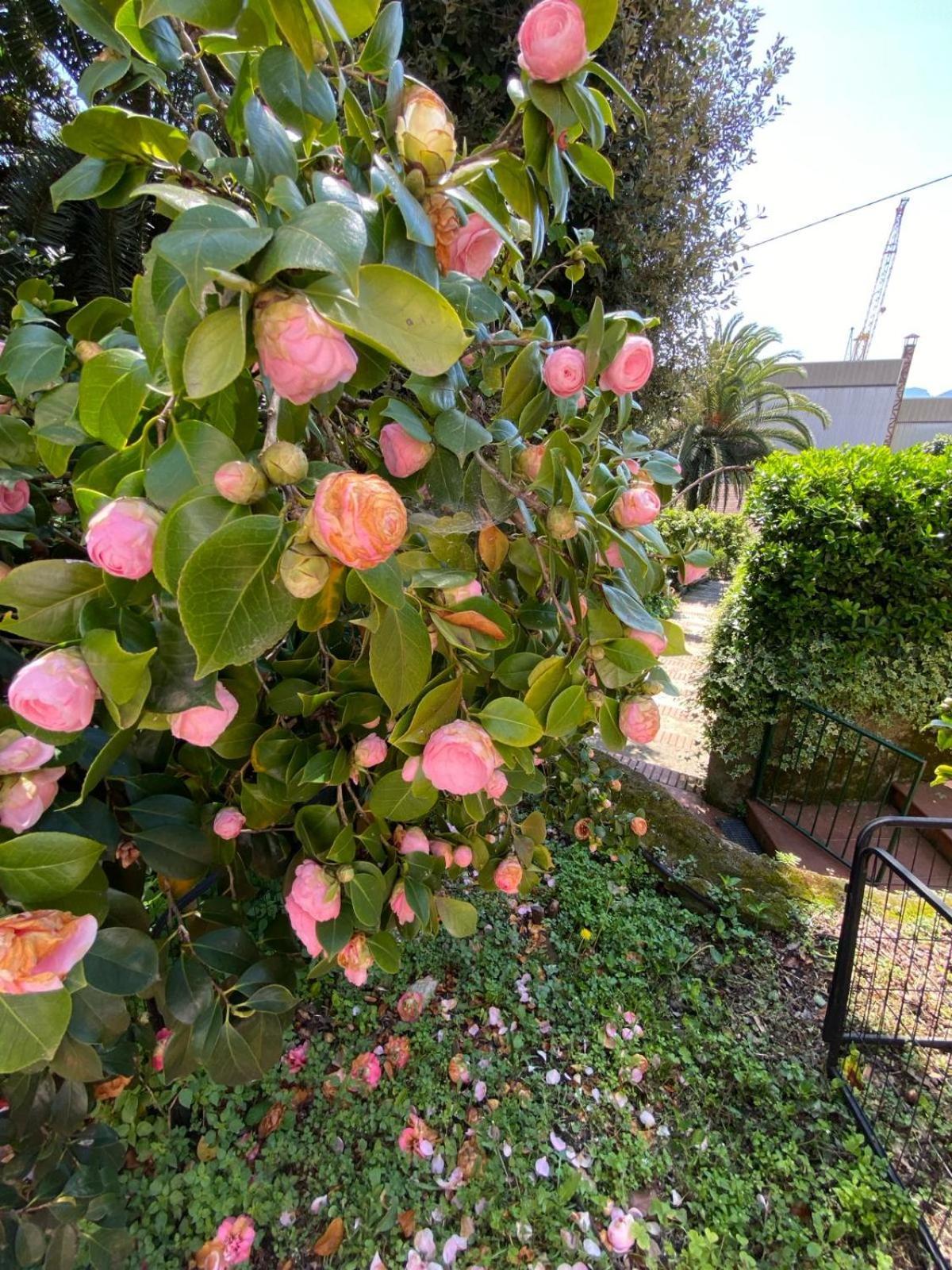 Bed and Breakfast Caligo La Spezia Exterior foto